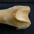 Fémur : parte distal (15675 visitas) Panthera pardus - Macho - Adulto - Elemento derechoColección : Departamento d'Osteología del Museo... Fémur : parte distal
