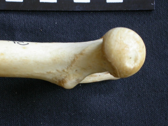 Femur: proximale part (3776 visits) Panthera pardus - Male - Adult- Right elementCollection: Department d'Osteology of National Museum o... Femur: proximale part
