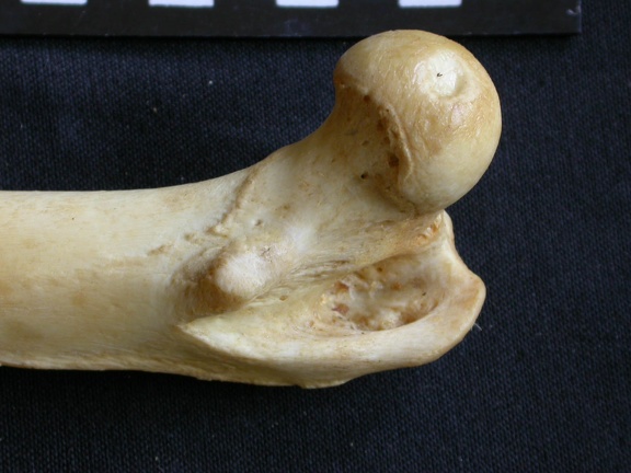 Femur: proximale part