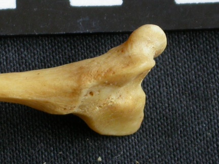 Fibula : partie distale (14266 visites) Panthera pardus - Mâle - Adulte - Élément droitCollection : Département d'Ostéologie du Musée ... Fibula : partie distale