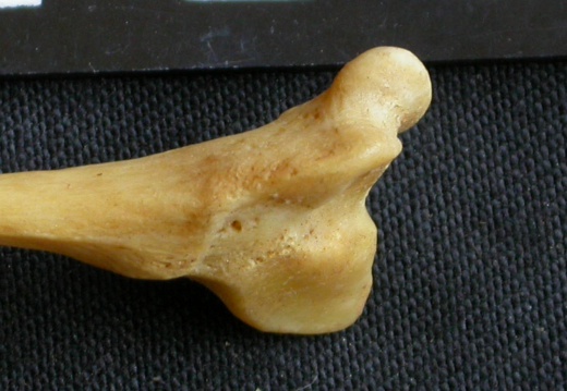 Fibula : partie distale (14281 visites) Panthera pardus - Mâle - Adulte - Élément droitCollection : Département d'Ostéologie du Musée ... Fibula : partie distale