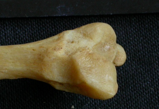 Fibula : partie distale (14370 visites) Panthera pardus - Mâle - Adulte - Élément droitCollection : Département d'Ostéologie du Musée ... Fibula : partie distale