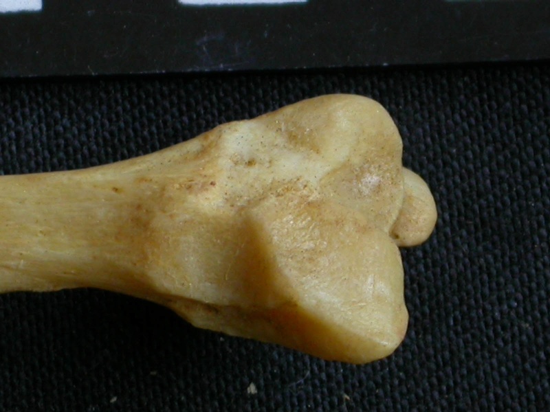 Fibula : partie distale (14460 visites) Panthera pardus - Mâle - Adulte - Élément droitCollection : Département d'Ostéologie du Musée ... Fibula : partie distale