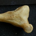 Fibula : partie distale (14177 visites) Panthera pardus - Mâle - Adulte - Élément droitCollection : Département d'Ostéologie du Musée ... Fibula : partie distale