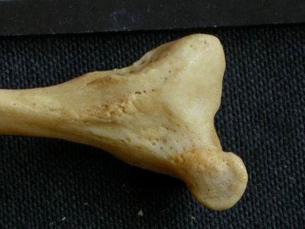 Fibula : partie distale (14013 visites) Panthera pardus - Mâle - Adulte - Élément droitCollection : Département d'Ostéologie du Musée ... Fibula : partie distale