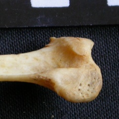 Fibula : partie proximale (14922 visites) Panthera pardus - Mâle - Adulte - Élément droitCollection : Département d'Ostéologie du Musée ... Fibula : partie proximale