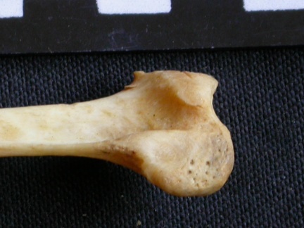 Fibula : partie proximale (14956 visites) Panthera pardus - Mâle - Adulte - Élément droitCollection : Département d'Ostéologie du Musée ... Fibula : partie proximale