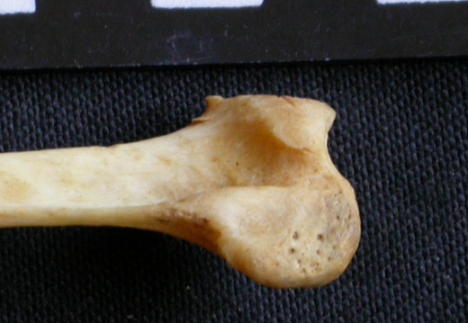 Fibula : partie proximale (14976 visites) Panthera pardus - Mâle - Adulte - Élément droitCollection : Département d'Ostéologie du Musée ... Fibula : partie proximale