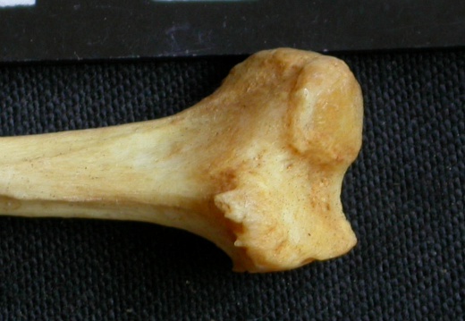 Fibula : partie proximale (15056 visites) Panthera pardus - Mâle - Adulte - Élément droitCollection : Département d'Ostéologie du Musée ... Fibula : partie proximale