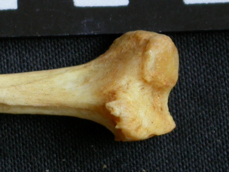 Fibula : partie proximale (15121 visites) Panthera pardus - Mâle - Adulte - Élément droitCollection : Département d'Ostéologie du Musée ... Fibula : partie proximale