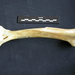 Humérus (13771 visites) Panthera pardus - Mâle - Adulte - Élément droitCollection : Département d'Ostéologie du Musée ... Humérus