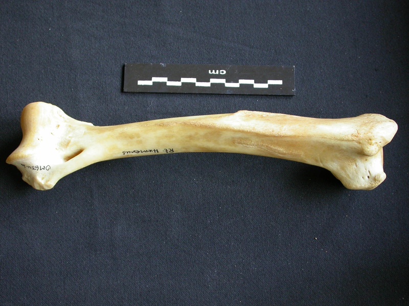 Humérus (13903 visites) Panthera pardus - Mâle - Adulte - Élément droitCollection : Département d'Ostéologie du Musée ... Humérus
