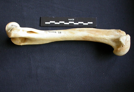 Humerus