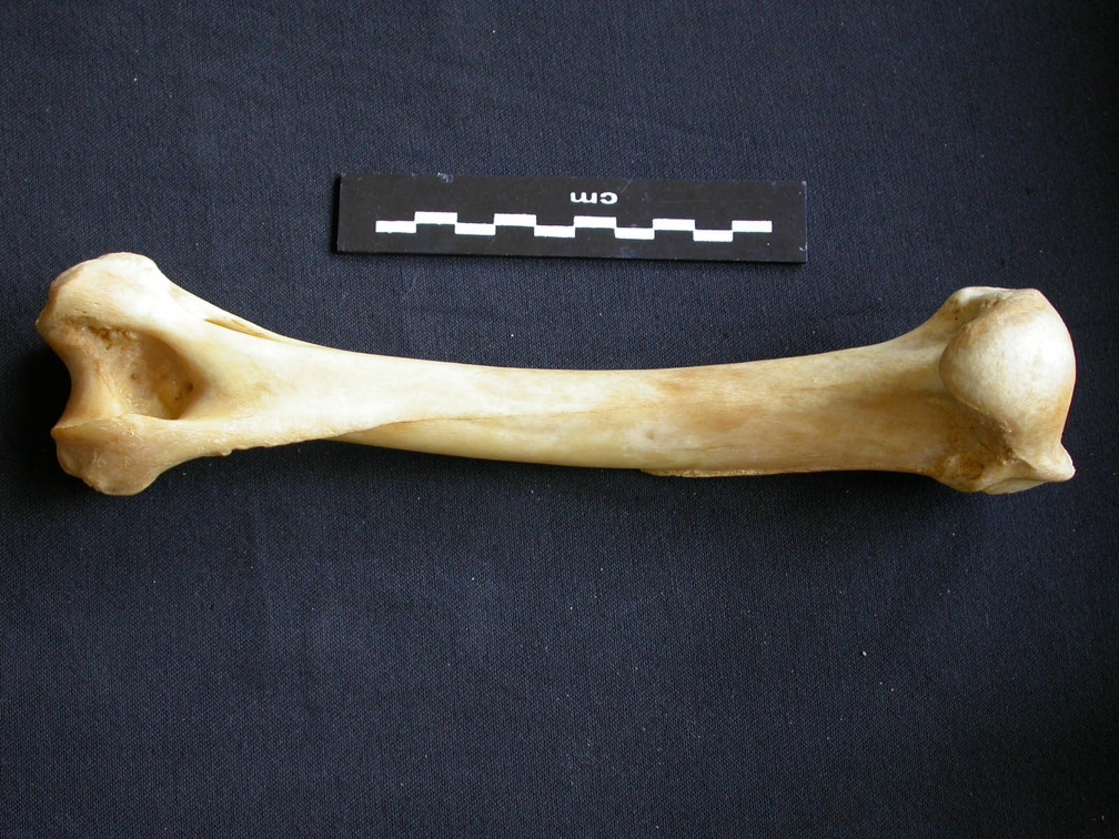 Humérus (12823 visites) Panthera pardus - Mâle - Adulte - Élément droitCollection : Département d'Ostéologie du Musée ... Humérus