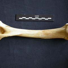 Humerus (13151 visits) Panthera pardus - Male - Adult- Right elementCollection: Department d'Osteology of National Museum o... Humerus
