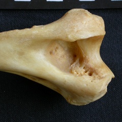 Humerus: distal part (14131 visits) Panthera pardus - Male - Adult- Right elementCollection: Department d'Osteology of National Museum o... Humerus: distal part