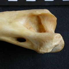 Humerus: distal part (14845 visits) Panthera pardus - Male - Adult- Right elementCollection: Department d'Osteology of National Museum o... Humerus: distal part