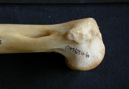 Humerus: distal part (13670 visits) Panthera pardus - Male - Adult- Right elementCollection: Department d'Osteology of National Museum o... Humerus: distal part