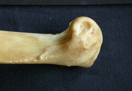 Humerus: distal part (13781 visits) Panthera pardus - Male - Adult- Right elementCollection: Department d'Osteology of National Museum o... Humerus: distal part