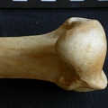 Húmero : parte proximal (15566 visitas) Panthera pardus - Macho - Adulto - Elemento derechoColección : Departamento d'Osteología del Museo... Húmero : parte proximal
