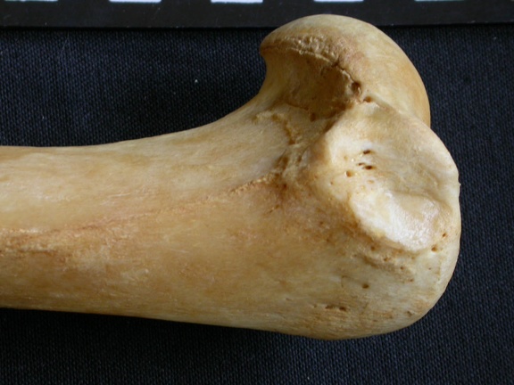 Humerus: proximale part (15349 visits) Panthera pardus - Male - Adult- Right elementCollection: Department d'Osteology of National Museum o... Humerus: proximale part