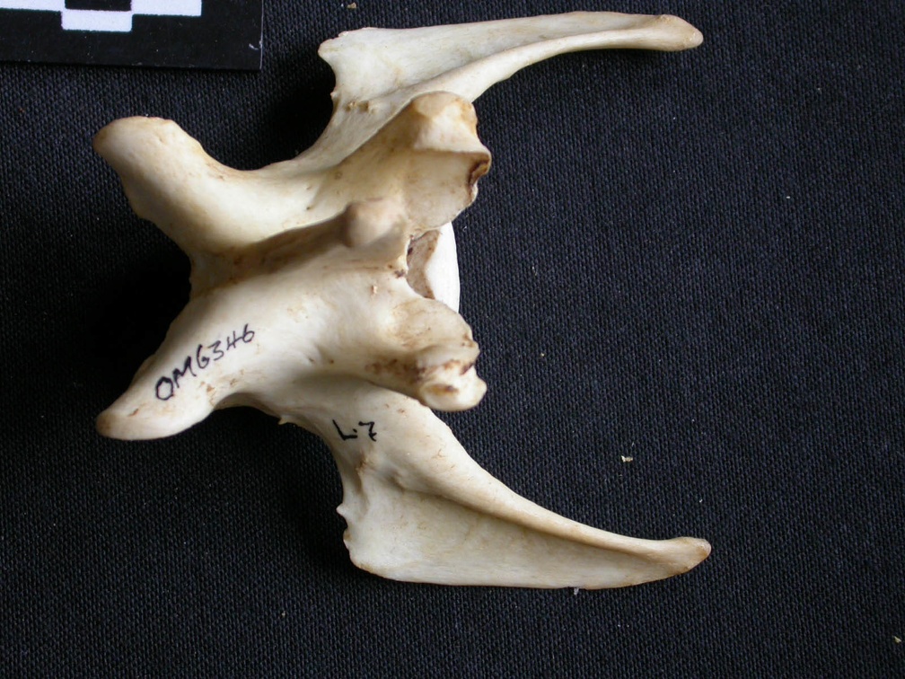 Vertèbre lombaire (15413 visites) Panthera pardus - Mâle - AdulteCollection : Département d'Ostéologie du Musée National du Kenya,... Vertèbre lombaire