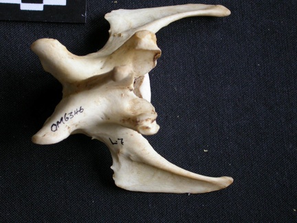 Vertèbre lombaire (15478 visites) Panthera pardus - Mâle - AdulteCollection : Département d'Ostéologie du Musée National du Kenya,... Vertèbre lombaire