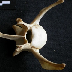Vertèbre lombaire (15668 visites) Panthera pardus - Mâle - AdulteCollection : Département d'Ostéologie du Musée National du Kenya,... Vertèbre lombaire