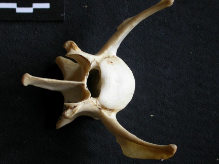Vertèbre lombaire (15774 visites) Panthera pardus - Mâle - AdulteCollection : Département d'Ostéologie du Musée National du Kenya,... Vertèbre lombaire