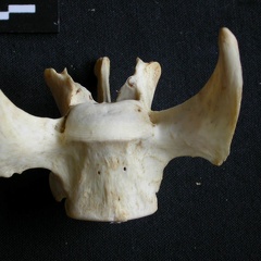 Vertèbre lombaire (15472 visites) Panthera pardus - Mâle - AdulteCollection : Département d'Ostéologie du Musée National du Kenya,... Vertèbre lombaire