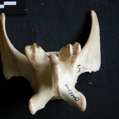 Vertèbre lombaire (15727 visites) Panthera pardus - Mâle - AdulteCollection : Département d'Ostéologie du Musée National du Kenya,... Vertèbre lombaire