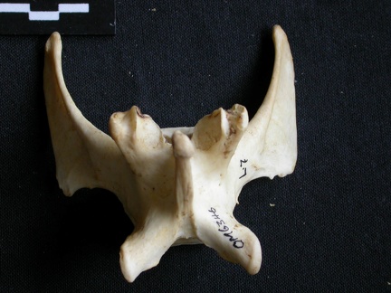 Vertèbre lombaire (15839 visites) Panthera pardus - Mâle - AdulteCollection : Département d'Ostéologie du Musée National du Kenya,... Vertèbre lombaire