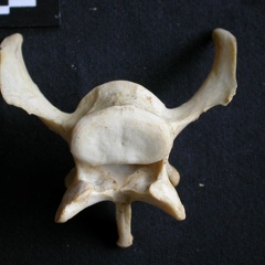 Vertèbre lombaire (14944 visites) Panthera pardus - Mâle - AdulteCollection : Département d'Ostéologie du Musée National du Kenya,... Vertèbre lombaire