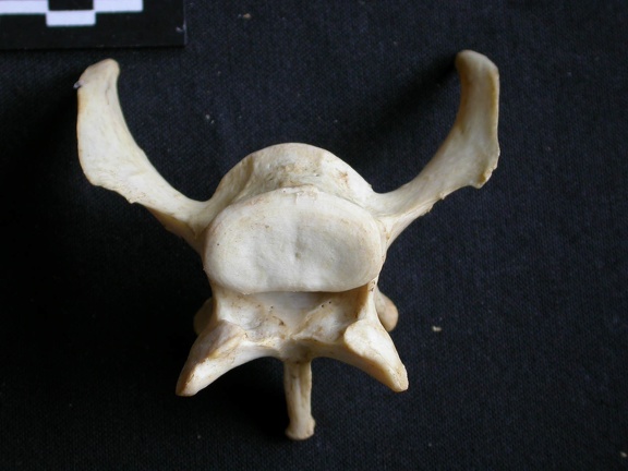 Vertèbre lombaire (14935 visites) Panthera pardus - Mâle - AdulteCollection : Département d'Ostéologie du Musée National du Kenya,... Vertèbre lombaire
