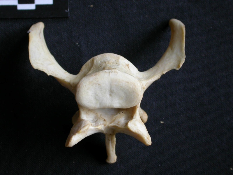 Lumbar vertebra (14992 visits) Panthera pardus - Male - AdultCollection: Department d'Osteology of National Museum of Kenya, Nairob... Lumbar vertebra