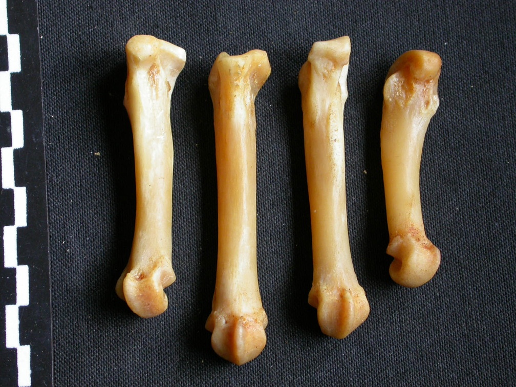 Métacarpiens (16032 visites) Panthera pardus - Mâle - Adulte - Éléments droitsCollection : Département d'Ostéologie du Musé... Métacarpiens