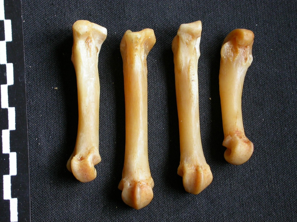 Metacarpals