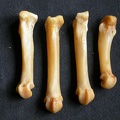 Metacarpals