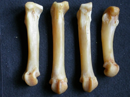 Metacarpianos (15773 visitas) Panthera pardus - Macho - Adulto - Elementos derechosColección : Departamento d'Osteología del Mus... Metacarpianos