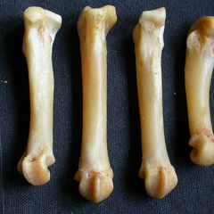 Metacarpals