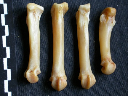 Metacarpianos (15766 visitas) Panthera pardus - Macho - Adulto - Elementos derechosColección : Departamento d'Osteología del Mus... Metacarpianos