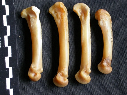 Metacarpianos (17070 visitas) Panthera pardus - Macho - Adulto - Elementos derechosColección : Departamento d'Osteología del Mus... Metacarpianos
