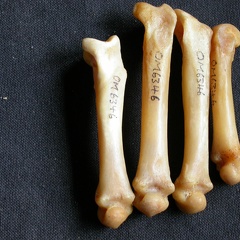 Metacarpals