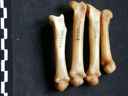 Metacarpianos (15825 visitas) Panthera pardus - Macho - Adulto - Elementos derechosColección : Departamento d'Osteología del Mus... Metacarpianos