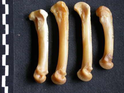Metacarpianos (15398 visitas) Panthera pardus - Macho - Adulto - Elementos derechosColección : Departamento d'Osteología del Mus... Metacarpianos