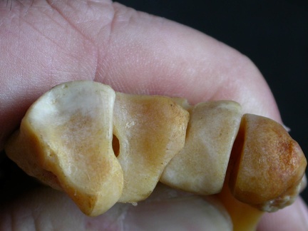 Metacarpianos : parte proximal (15839 visitas) Panthera pardus - Macho - Adulto - Elementos derechosColección : Departamento d'Osteología del Mus... Metacarpianos : parte proximal