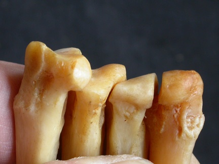 Metacarpianos : parte proximal (16126 visitas) Panthera pardus - Macho - Adulto - Elementos derechosColección : Departamento d'Osteología del Mus... Metacarpianos : parte proximal