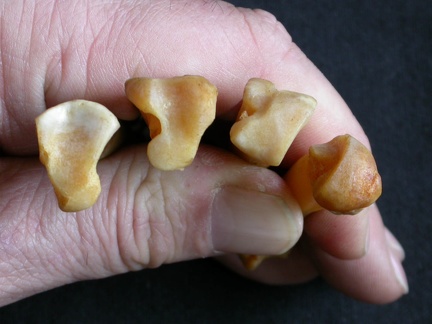 Metacarpianos : parte proximal (16151 visitas) Panthera pardus - Macho - Adulto - Elementos derechosColección : Departamento d'Osteología del Mus... Metacarpianos : parte proximal