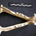 Mandibules (12835 visites) Panthera pardus - Mâle - AdulteCollection : Département d'Ostéologie du Musée National du Kenya,... Mandibules