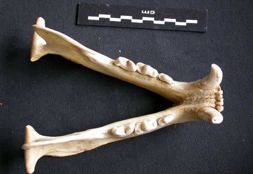 Mandibules (12790 visites) Panthera pardus - Mâle - AdulteCollection : Département d'Ostéologie du Musée National du Kenya,... Mandibules